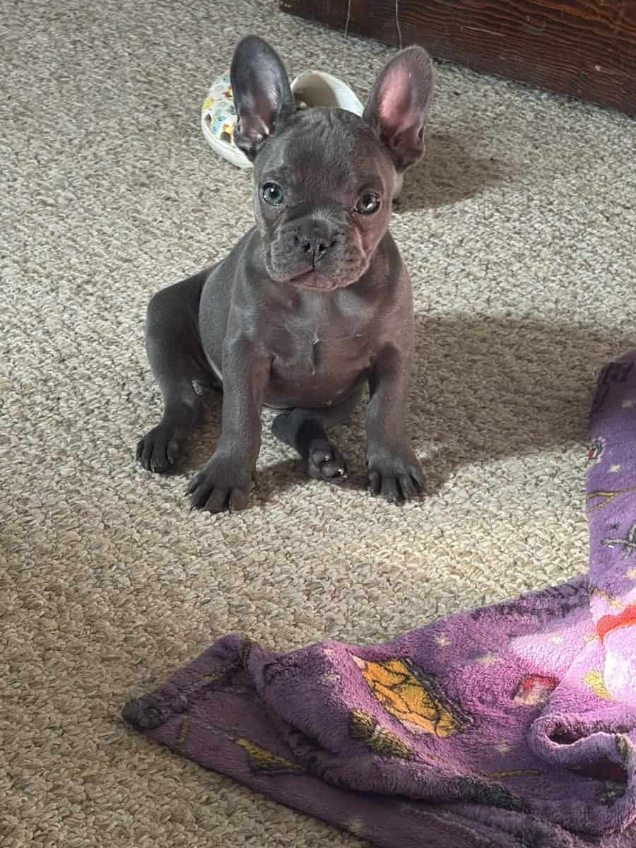French Bulldog Puppy image 1