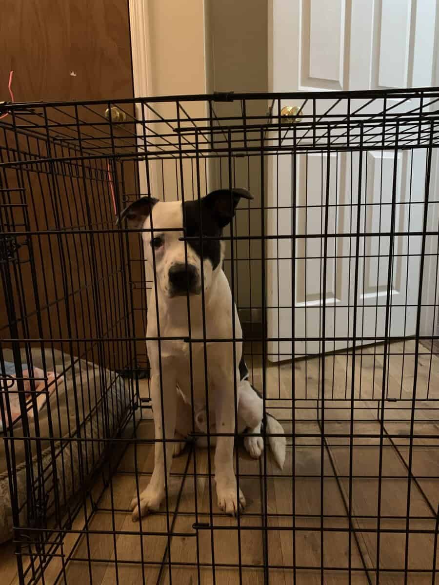 Free puppy image 3
