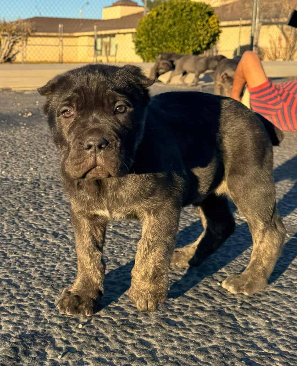 Cane Corso Pups image 10