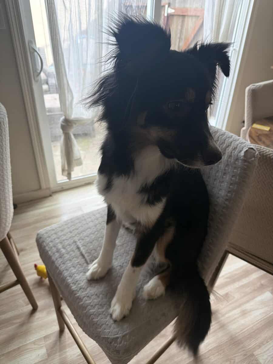 Selling Australian Shepherd image 1