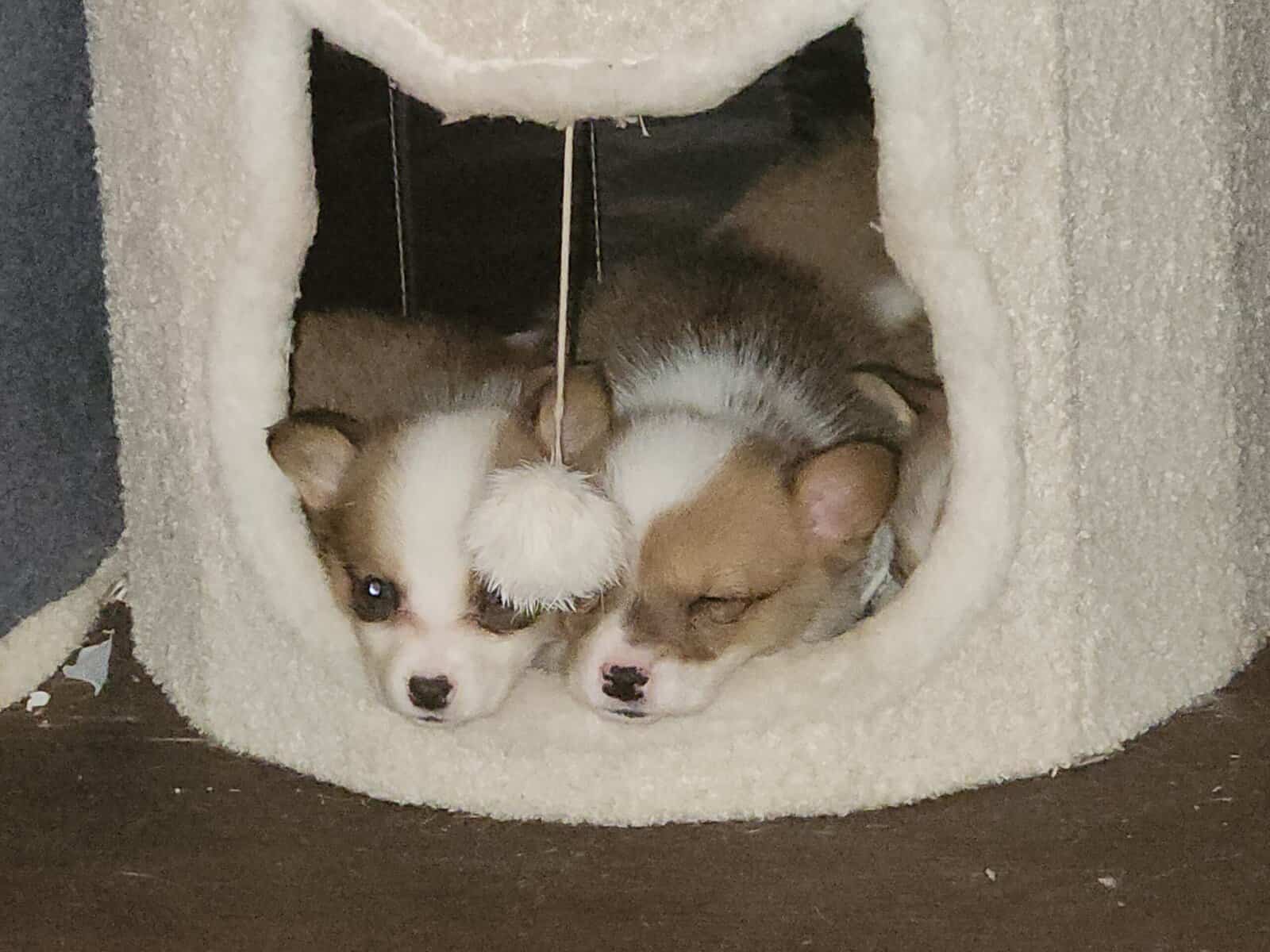 Corgi puppies image 8