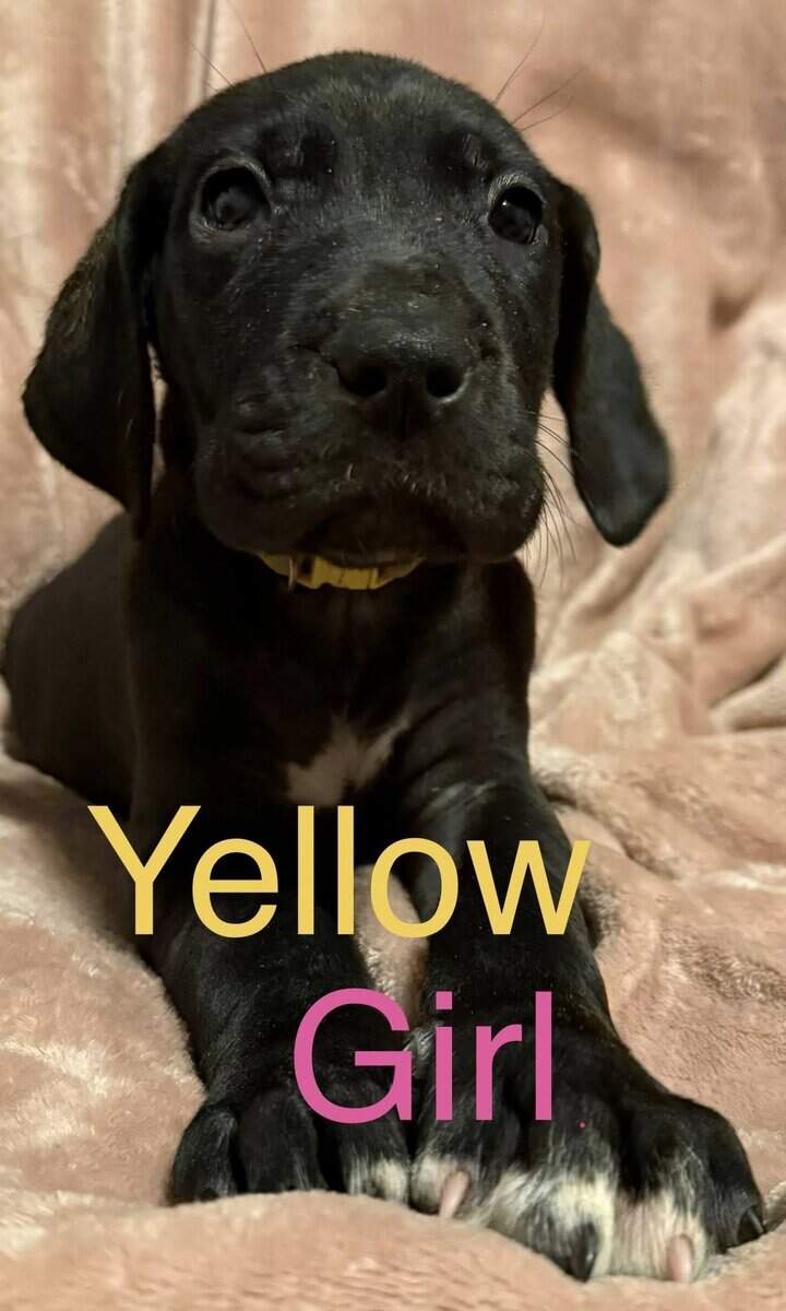 Great Dane - Pure Bred image 9