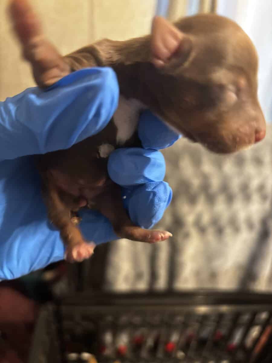 Forest Yorkies image 1