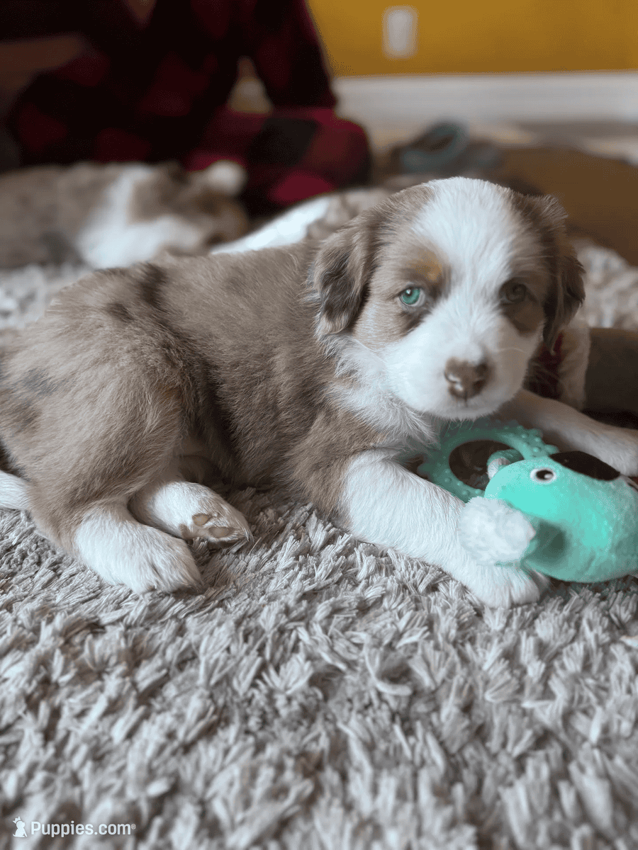 Beautiful Pure breed Aussie puppies image 6