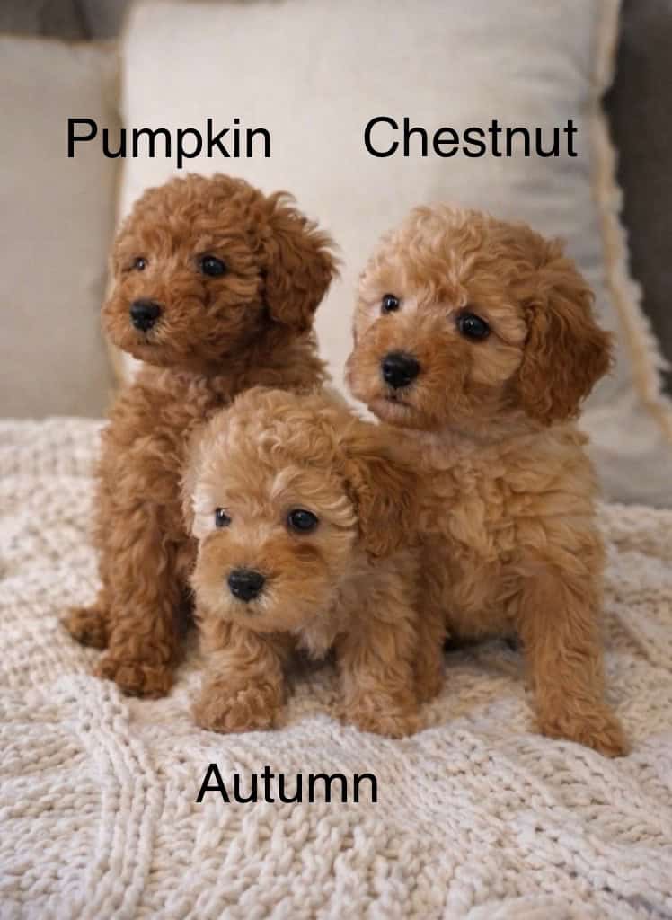 Miniature F2B Goldendoodles image 1