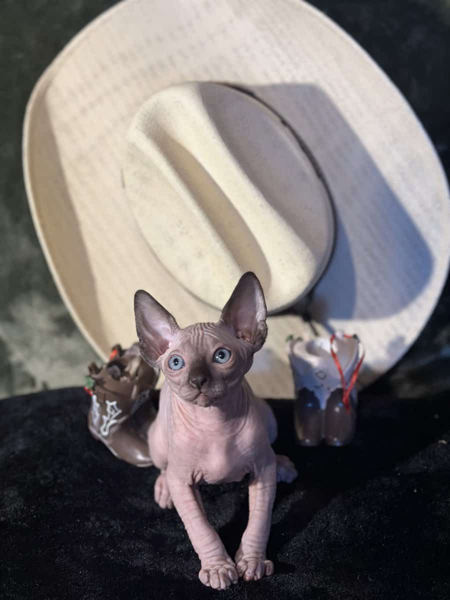Sphynx babies image 2