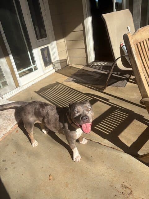 Pitbull mix- spayed female, 2 years, 50 lbs image 1