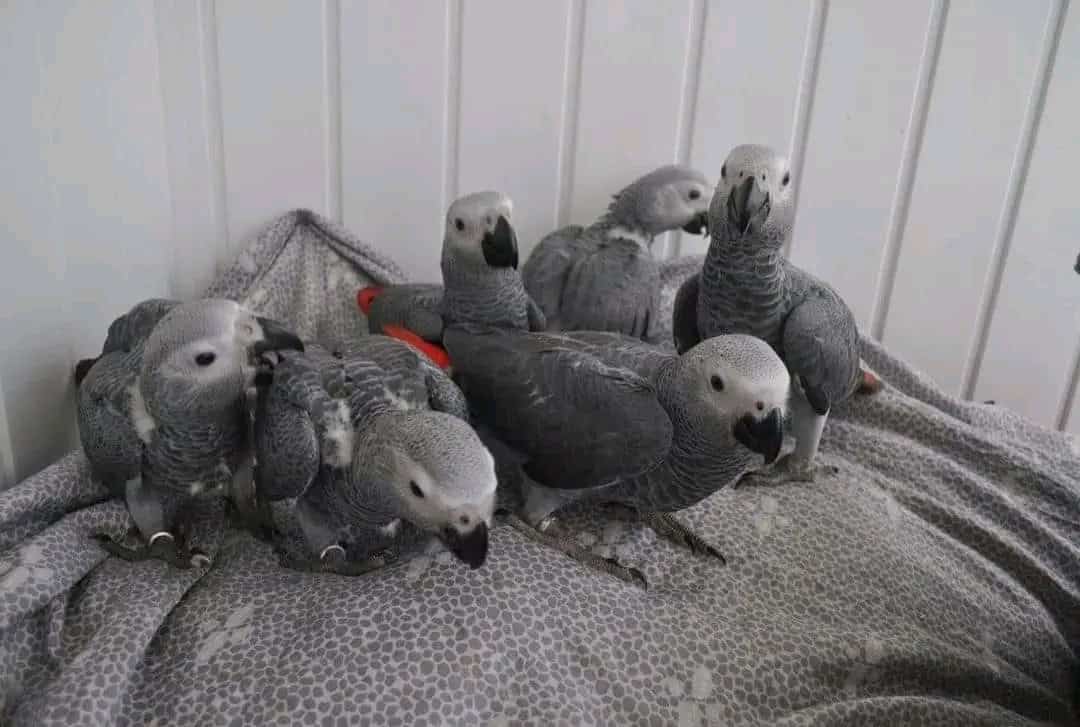 Male and female African grey Parrots Available image 1