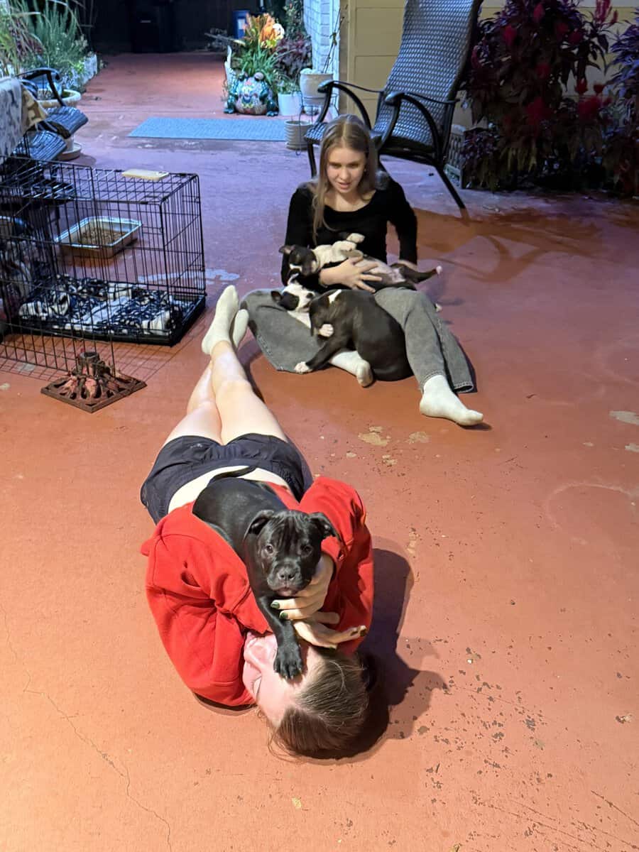 Healthy puppies need a loving home image 7