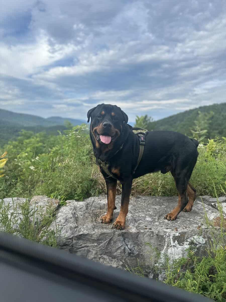 Adult Rottie Trained and Ready! image 2