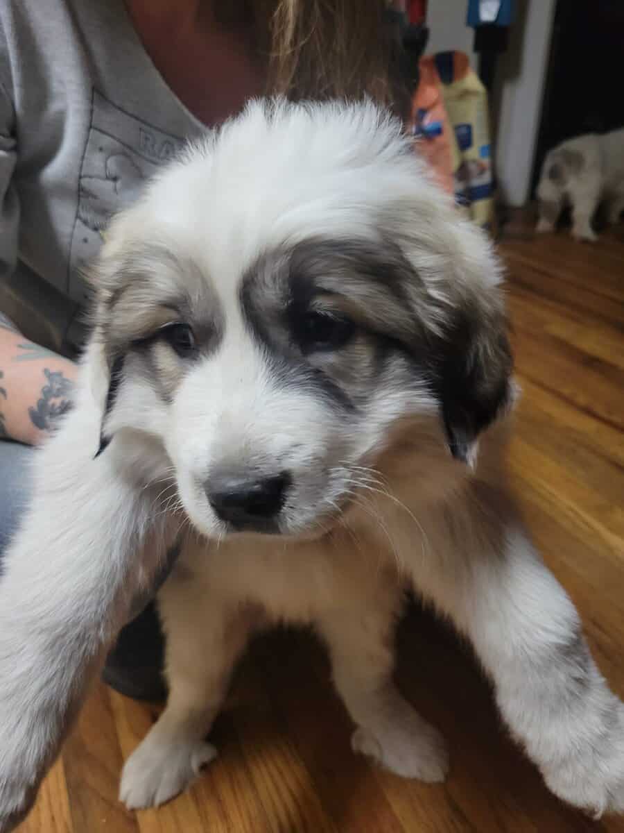 AKC Registered Great Pyrenees Puppies image 2