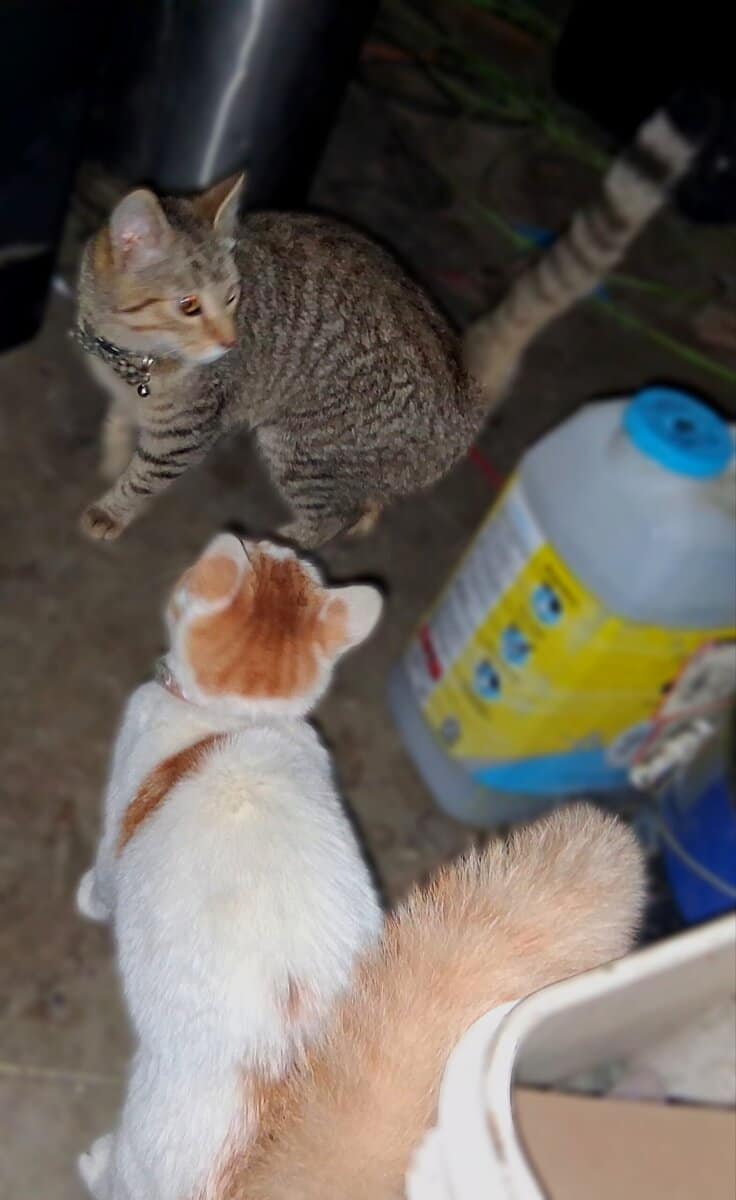 BESTIES 🐱+🐱=❤️3m old Boy&Girl Seeks Loving Home image 2