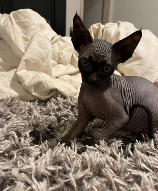 Sphynx Kittens image 4