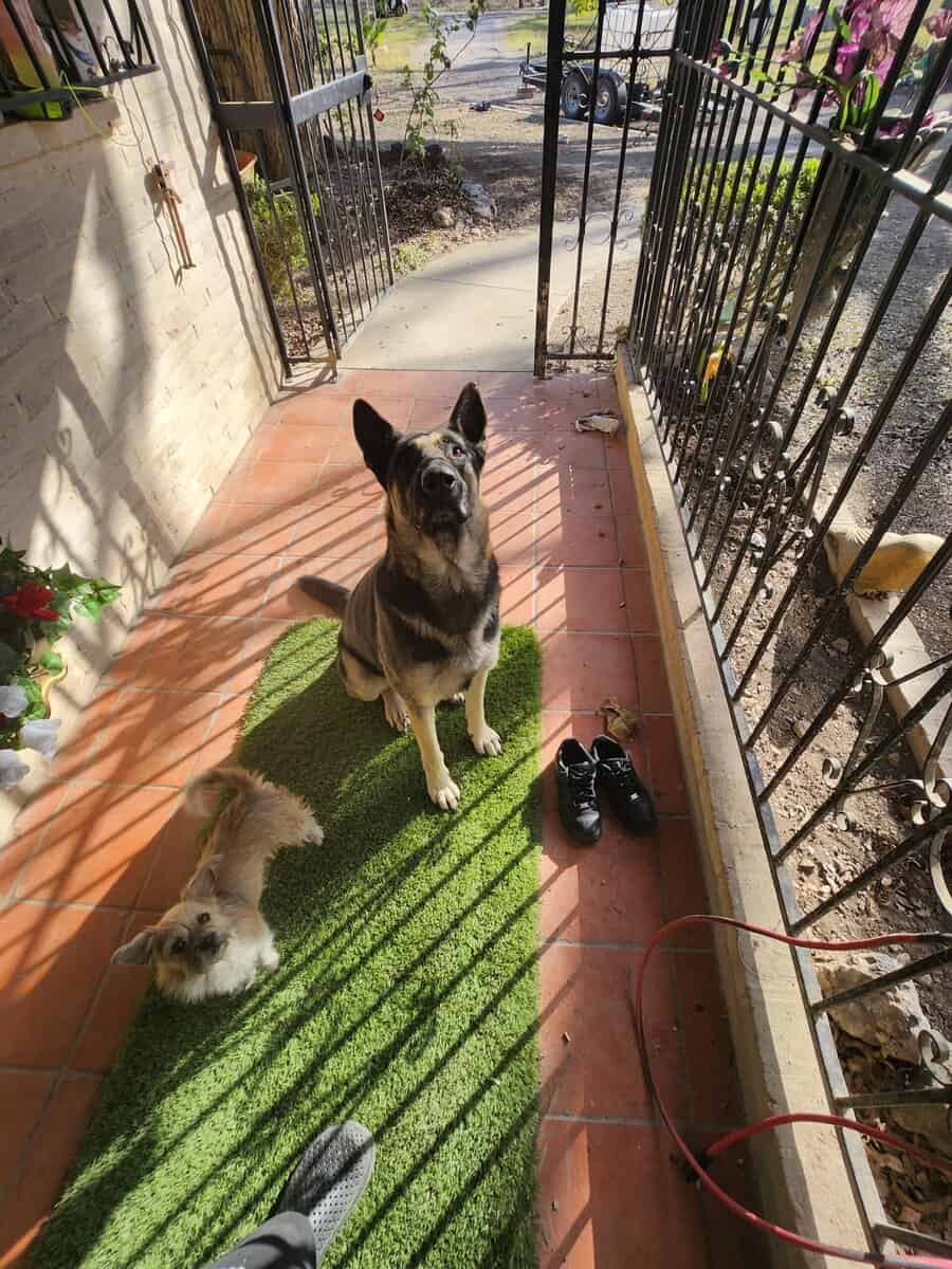 K9 pups image 6