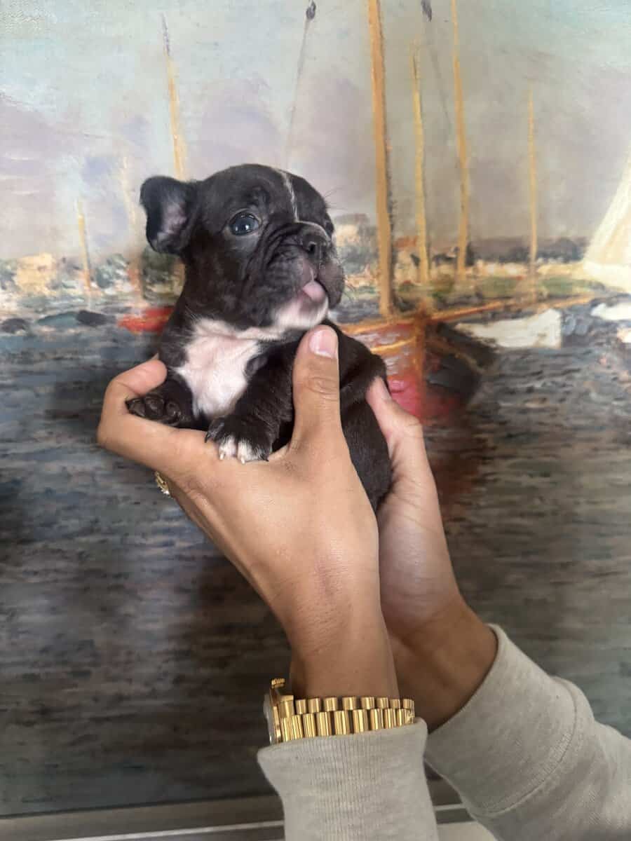 French Bulldog Puppies image 18