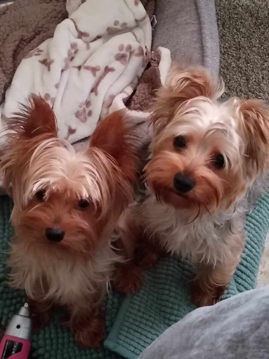 Yorkie pups image 3