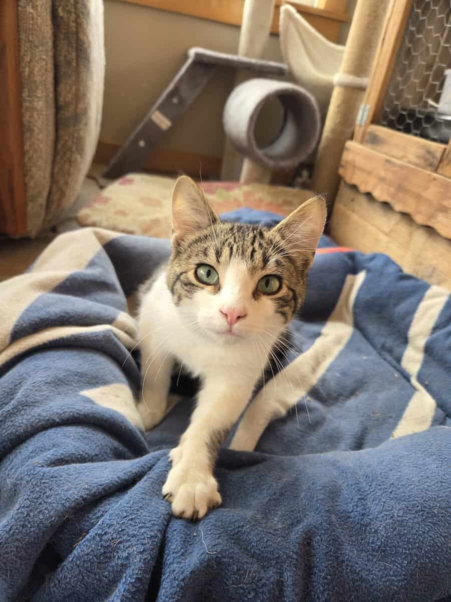 Free kittens for adoption image 1