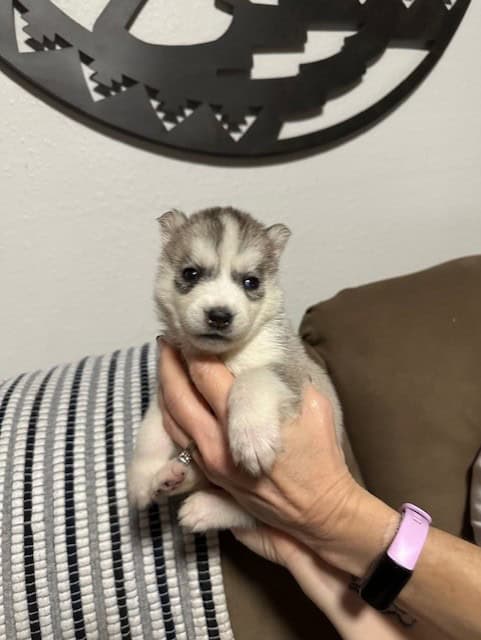 AKC Champion Bloodlines Siberian Husky Puppies image 4