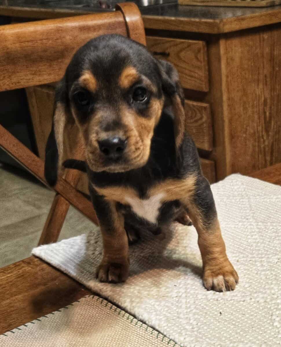 Purebred Beagle Puppies – Buffalo, MO image 1