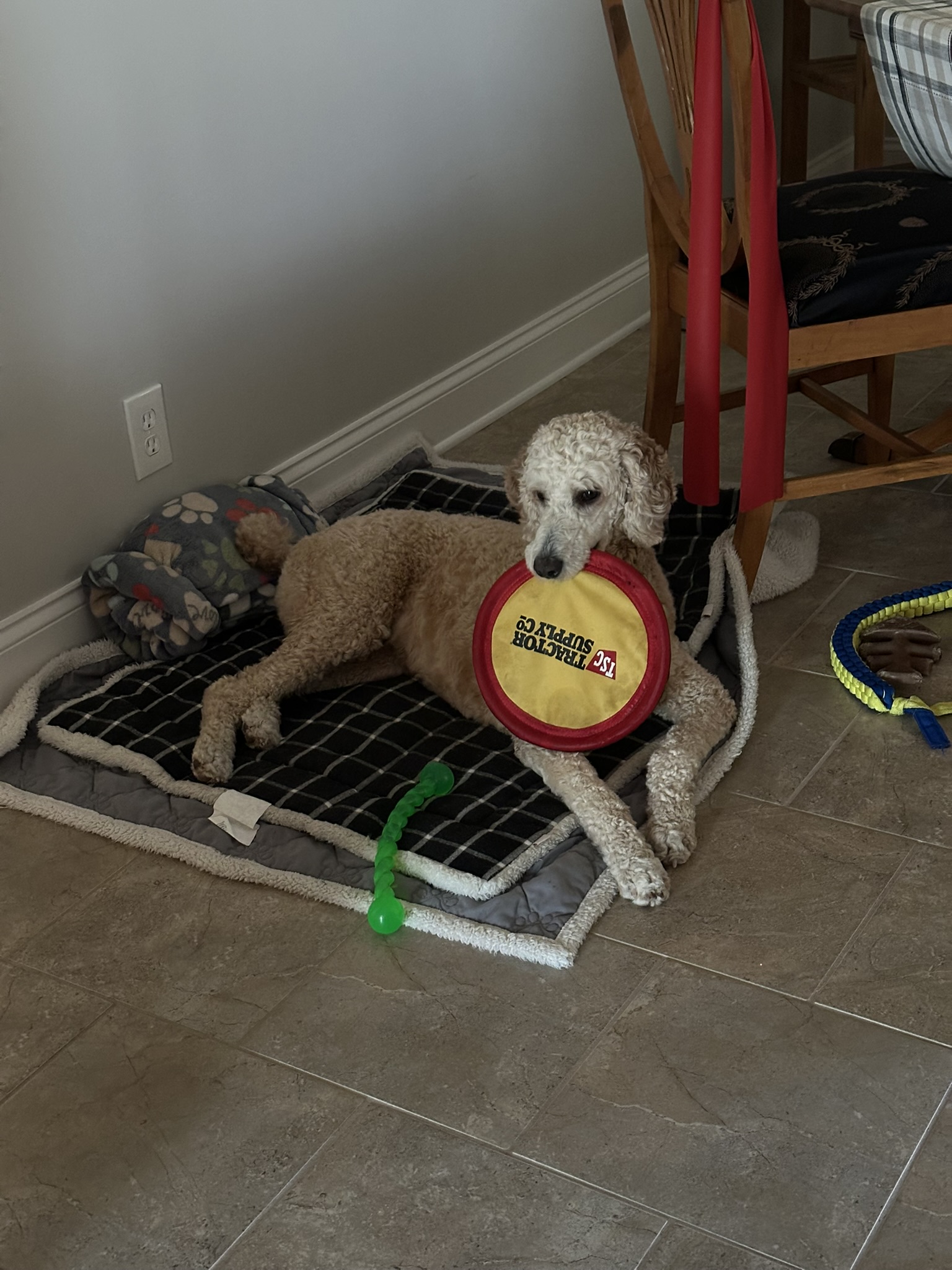 Gracie Pup Standard Poodle image 7
