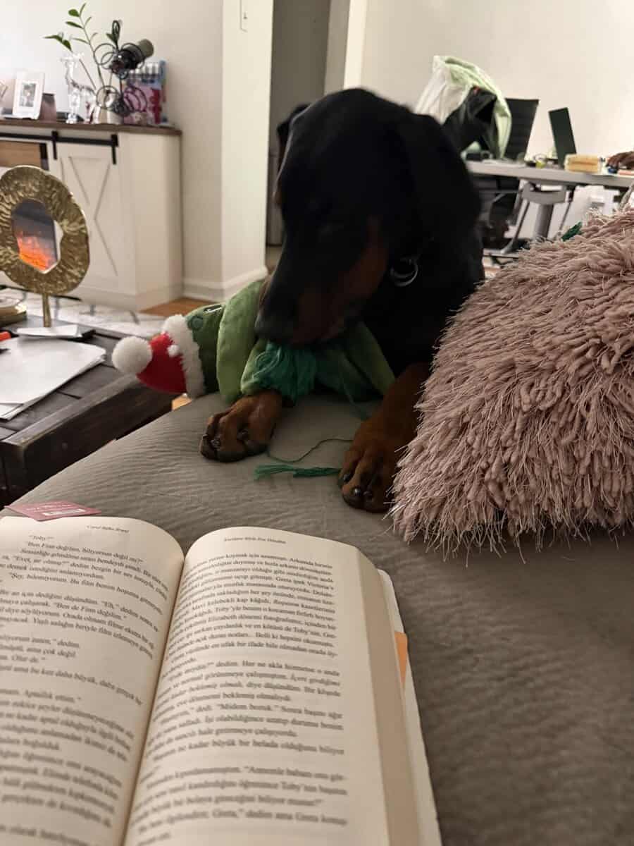 Loving & Smart 4-Month-Old Male European Doberman image 3