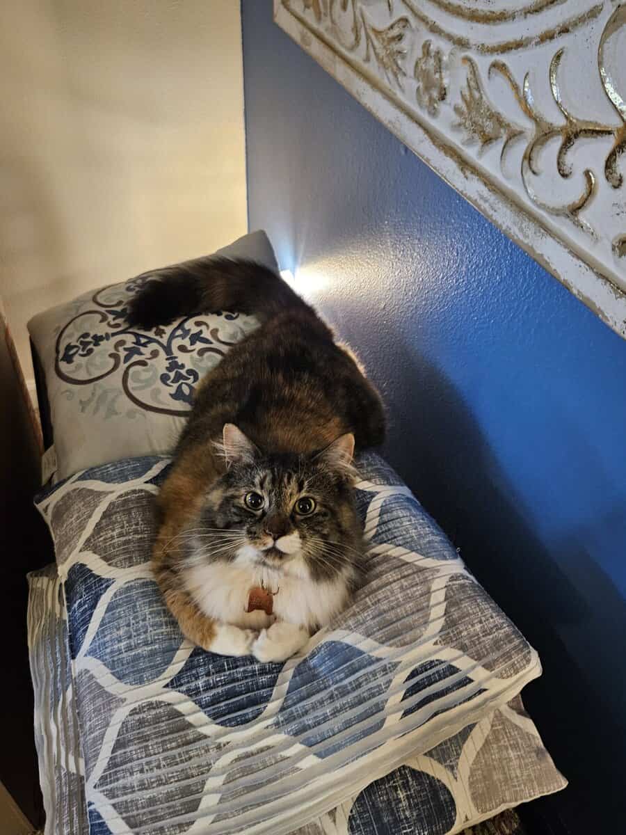 Beautiful Cat Looking for New Home image 1