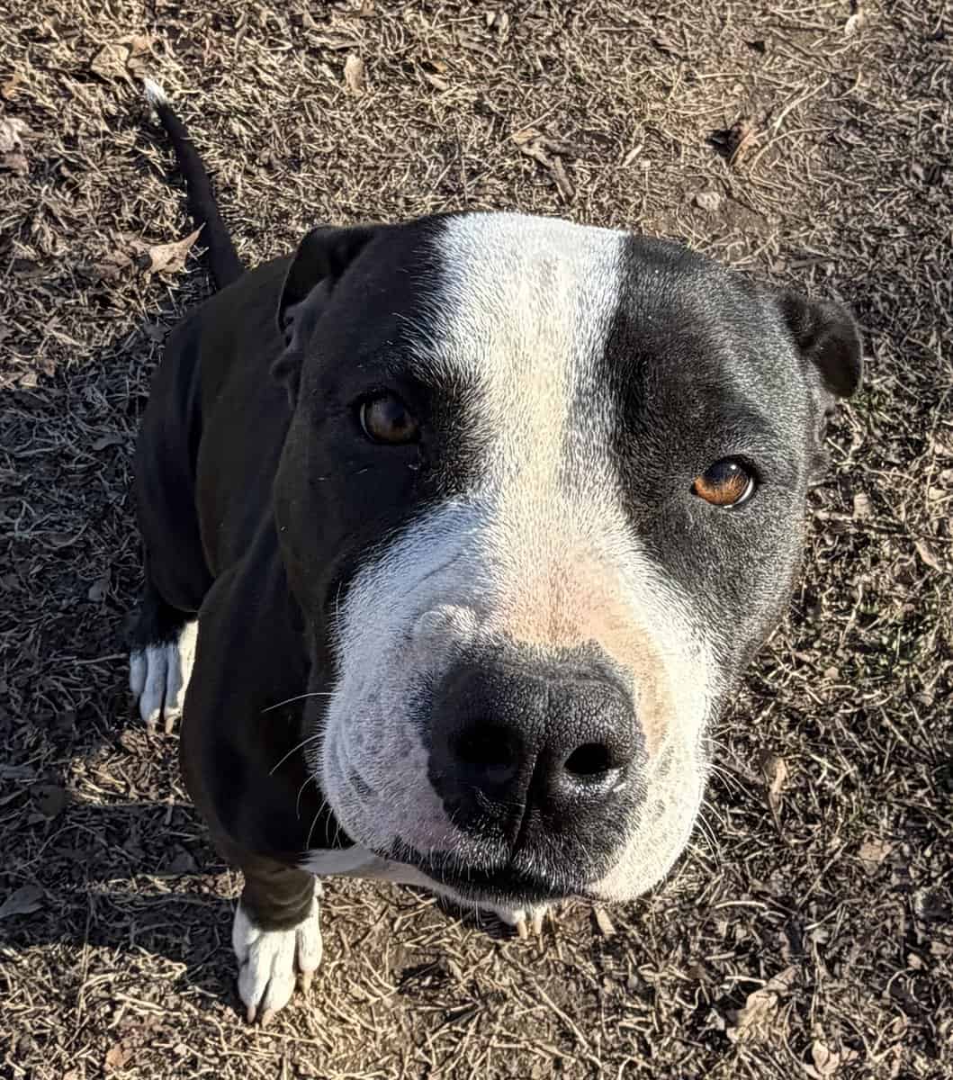 Sweet Girl Needs Home image 2