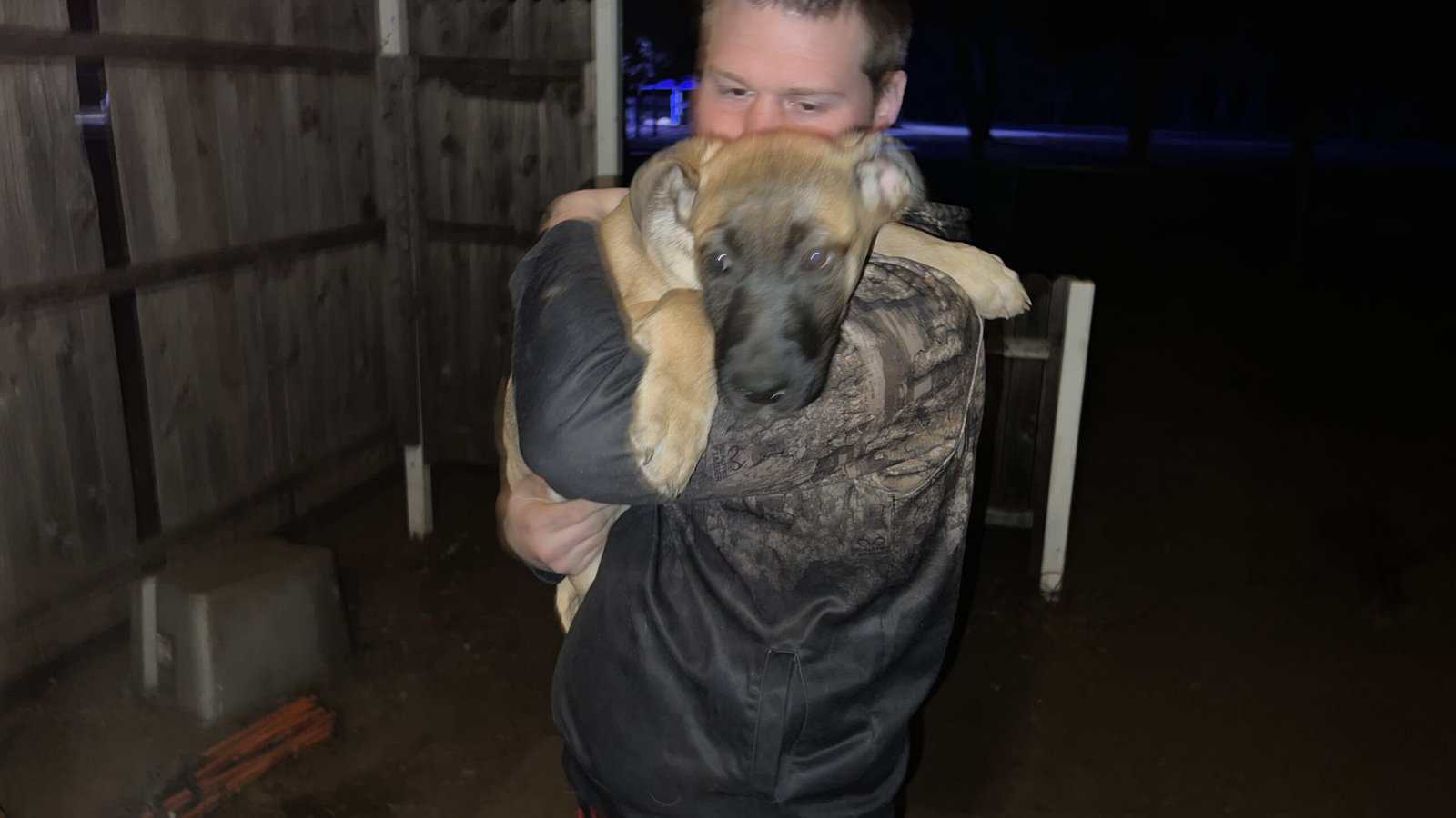 Puppies for sale! image 7