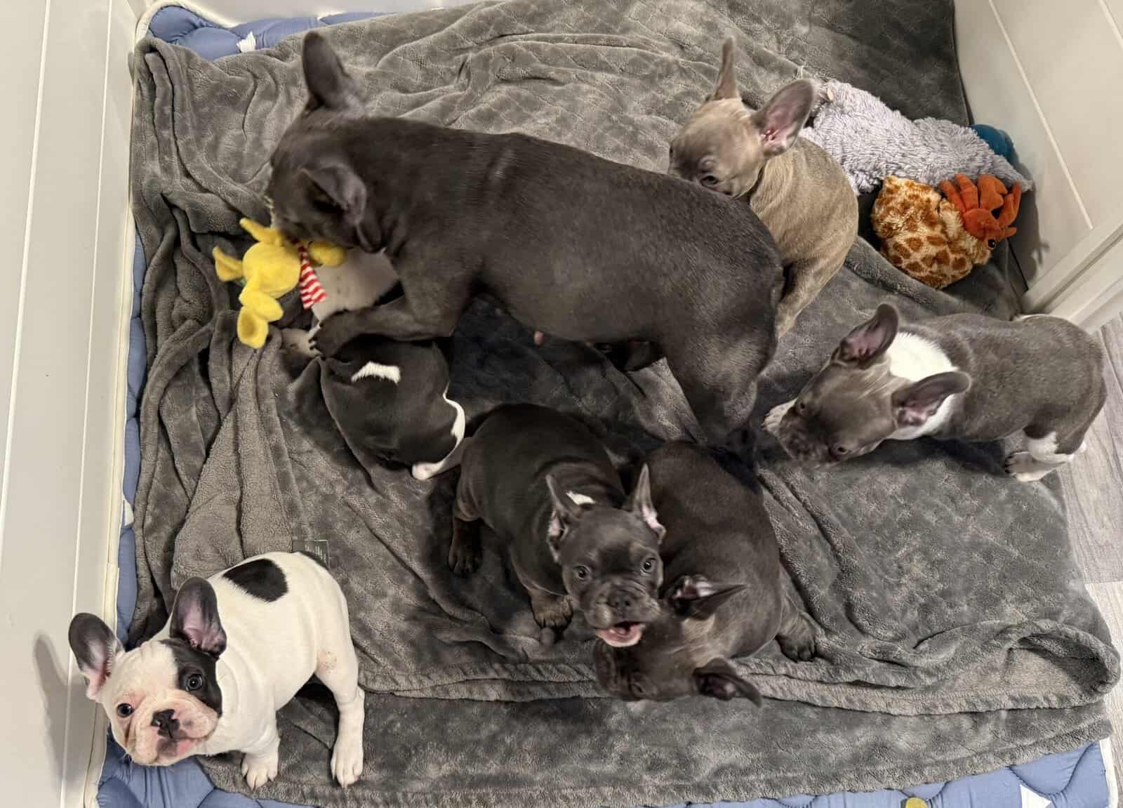 PRICE REDUCED - AKC French Bulldog Puppies image 7