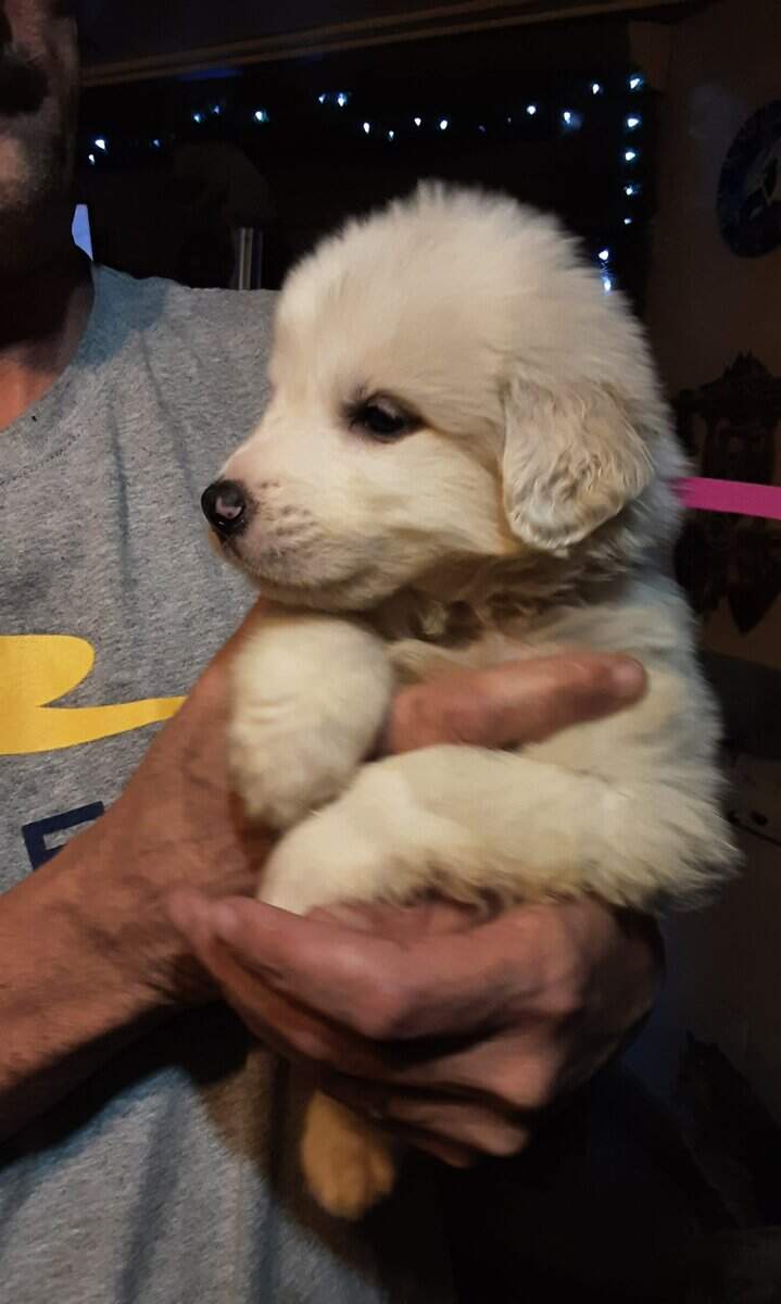 Great Pyrenees image 1