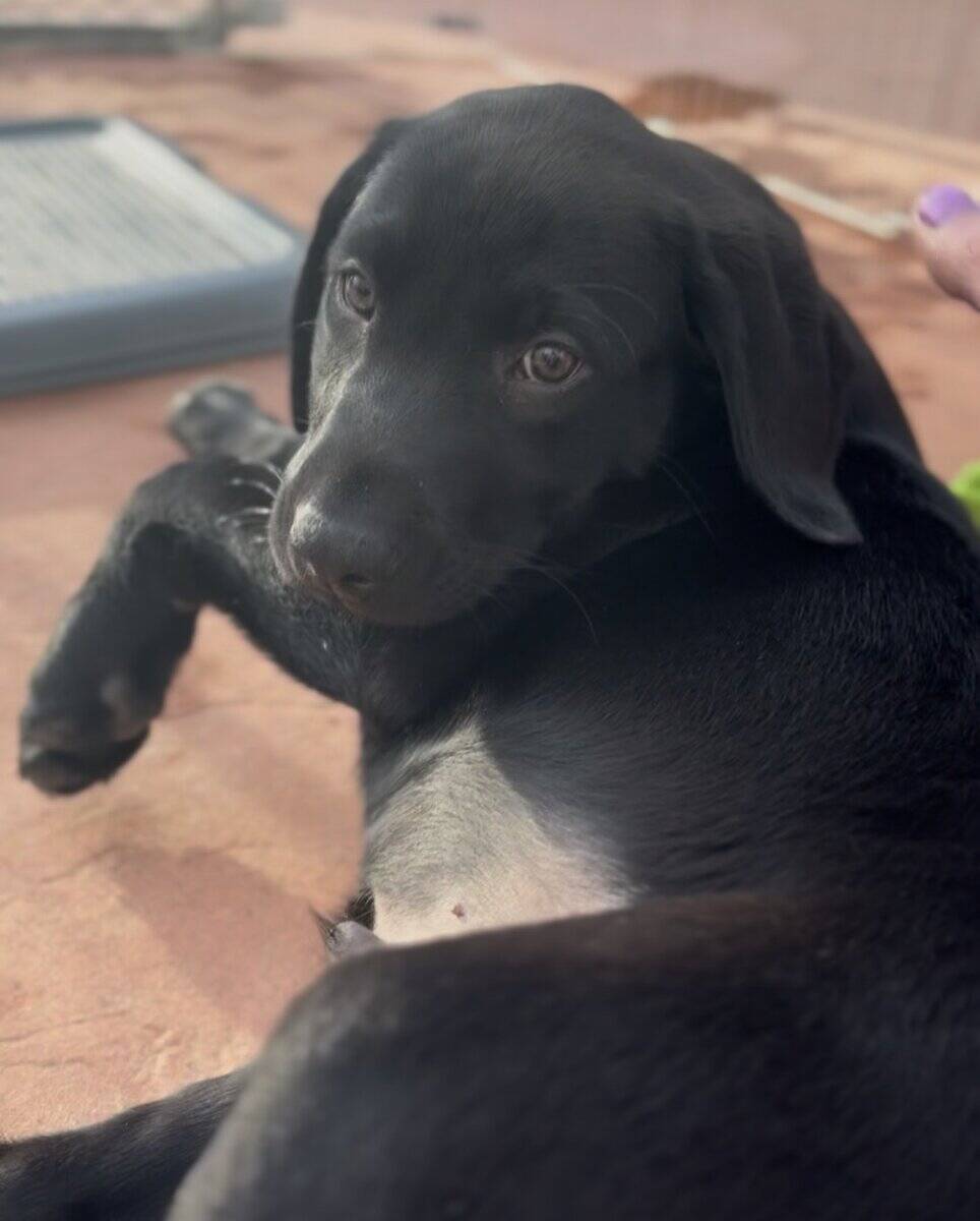 Female American Black Labrador Puppy image 2