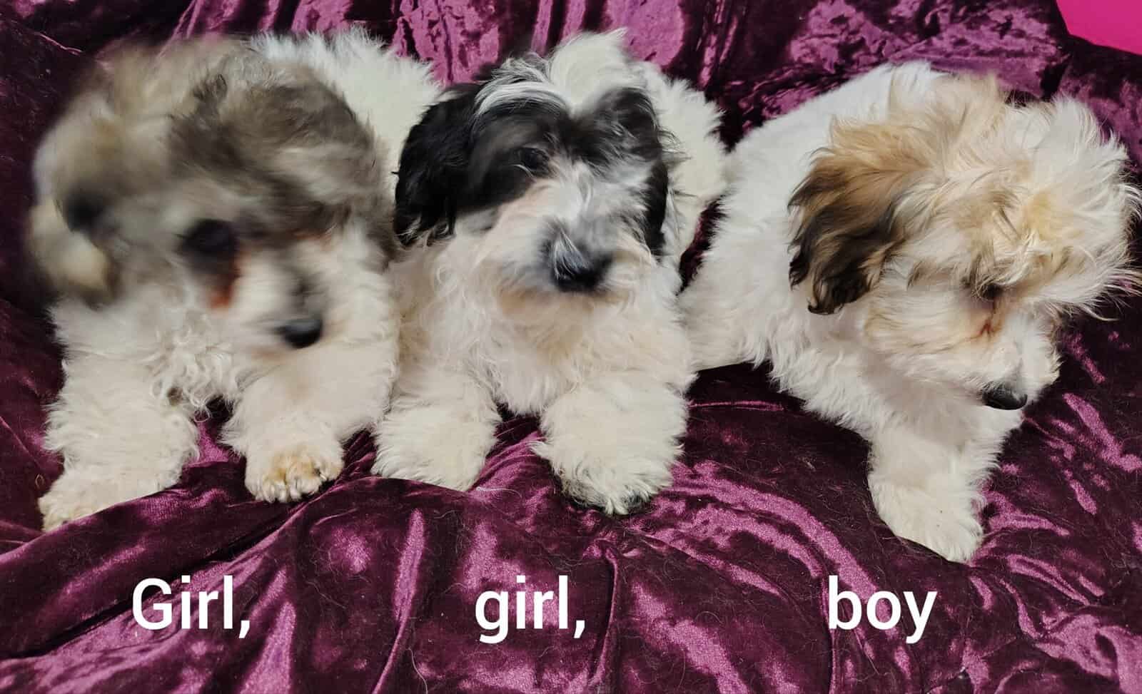 Yorkiepoo image 1