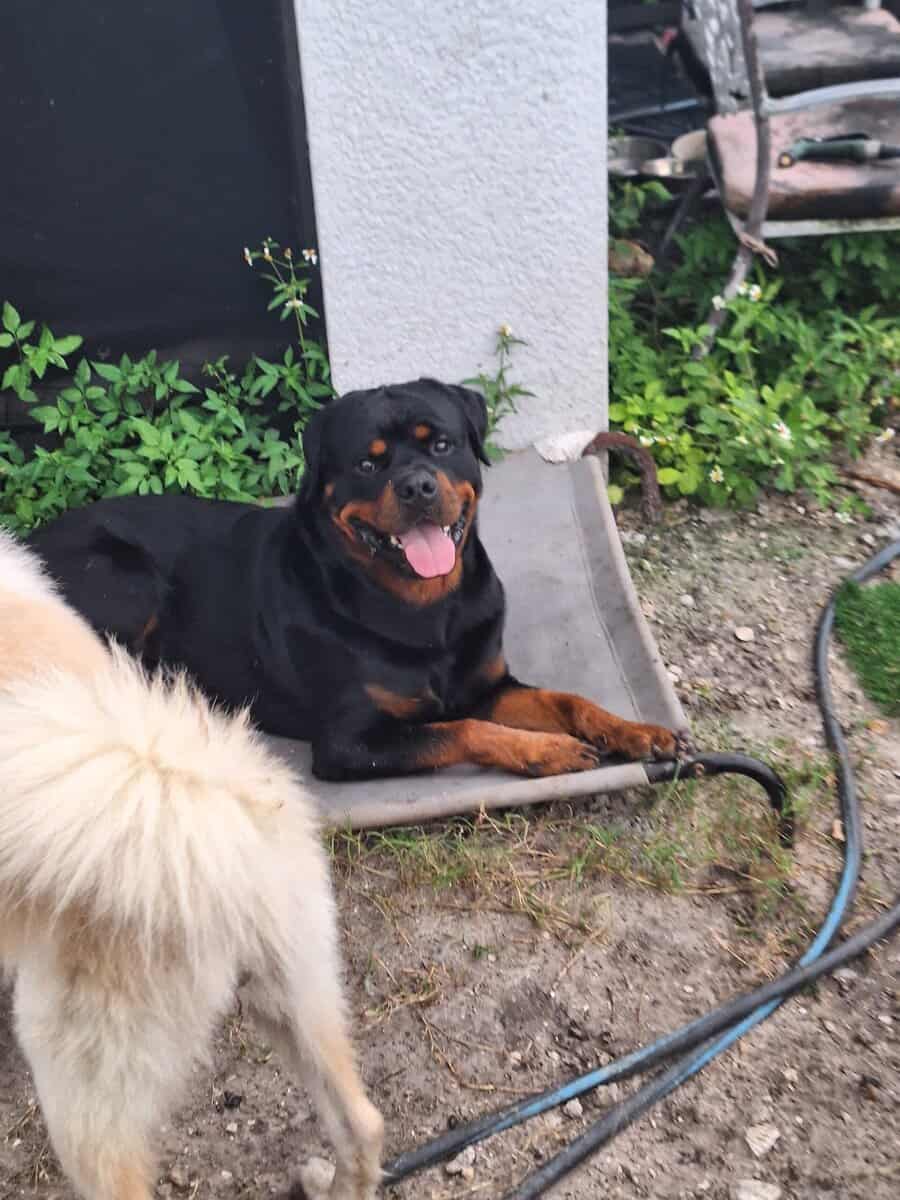 AKC Certified Litter Proven Rottweiler Stud image 4