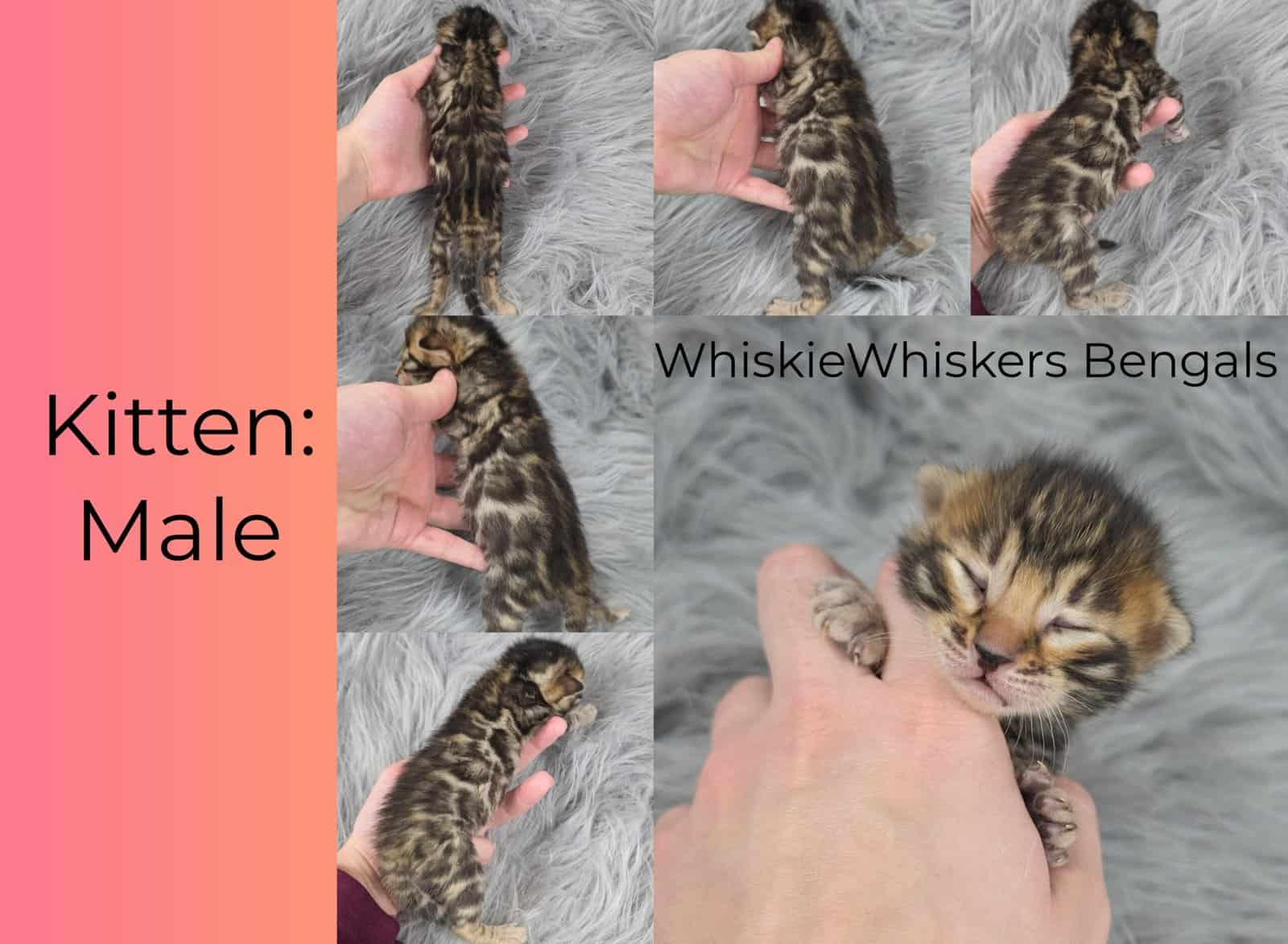 Athenas litter image 3