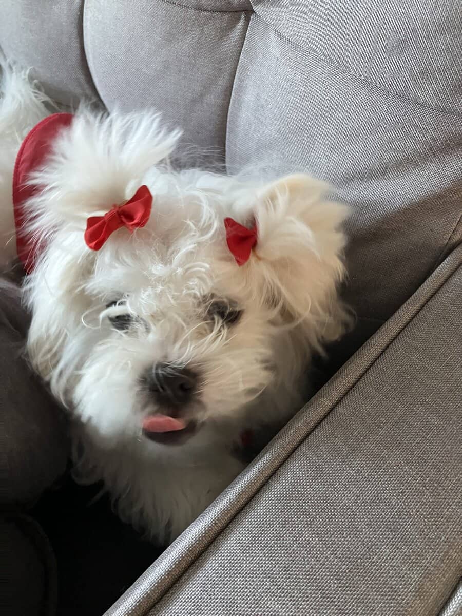 Maltese + Shih Tzu- 5 month old puppy image 3