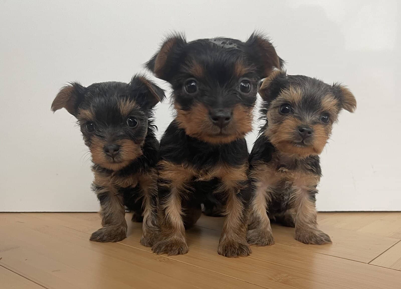 Yorkie puppies for sale image 2