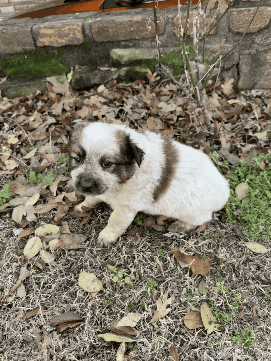 Ranch Raised Red Heller Puppies image 2