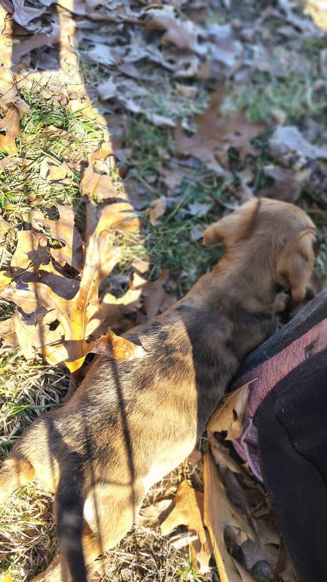 Mini Dachshund image 11