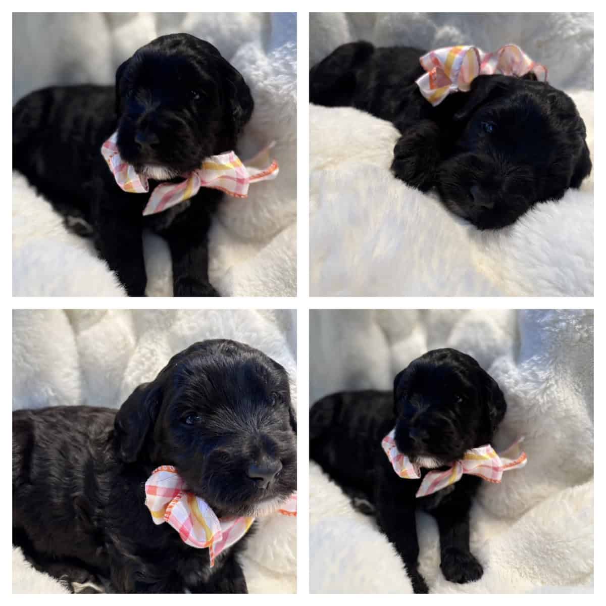 Golden Sheepadoodle image 2
