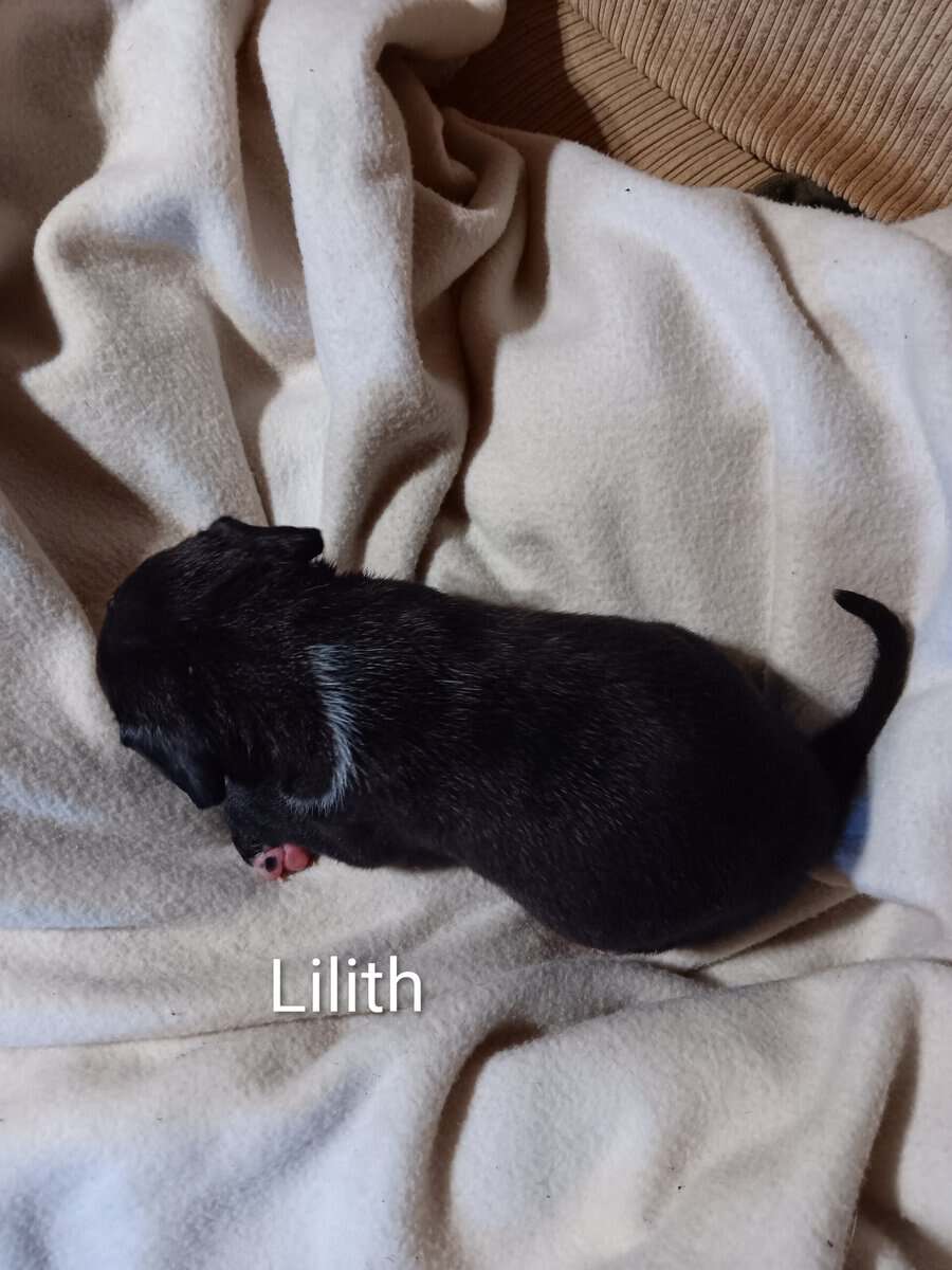 Pit bull puppies image 8