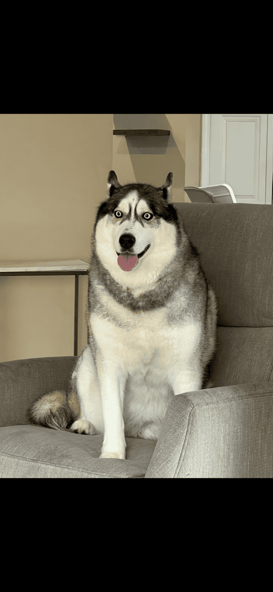 Forever home for friendly adorable Sasha. image 4