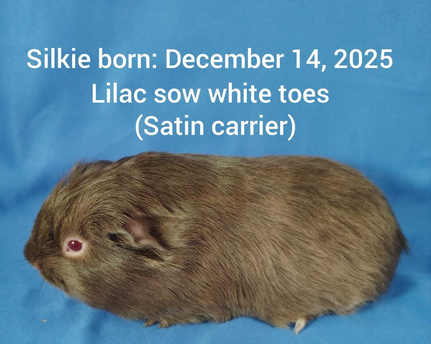 Guineapigs image 1