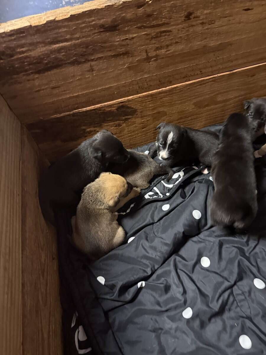 Free Puppies image 3