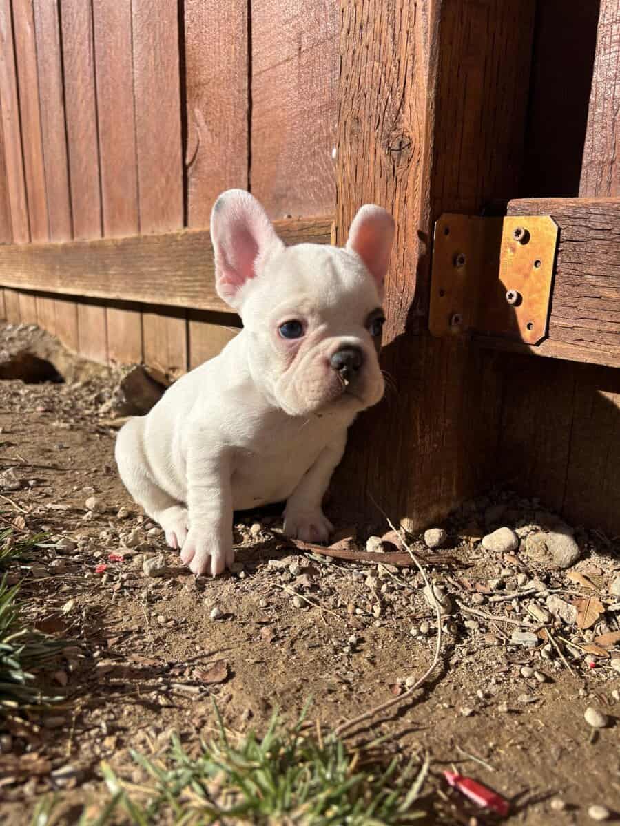 French Bulldog puppies image 9