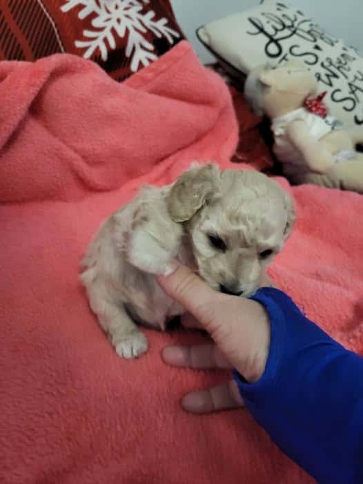 Toy Poodle puppies image 3