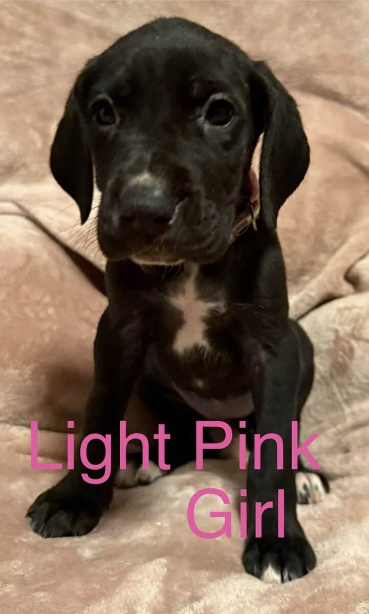 Great Dane - Pure Bred image 4