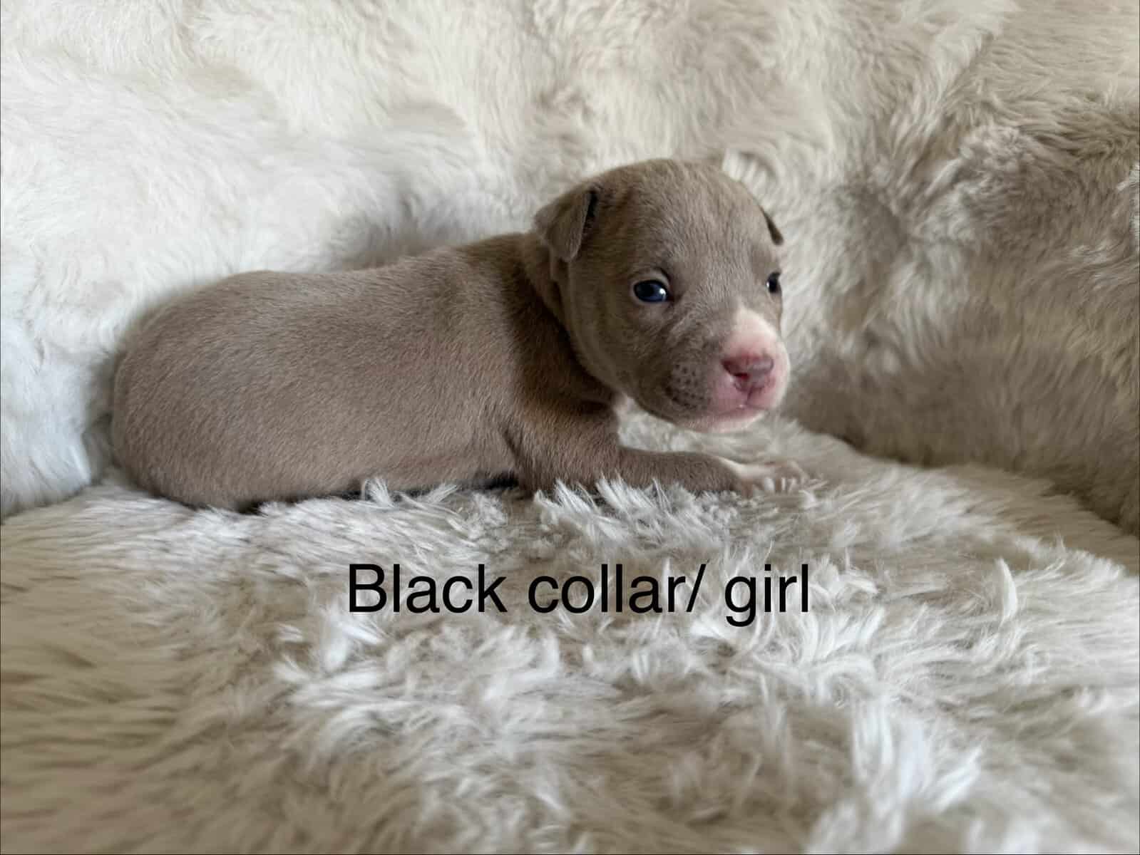 Bandog Puppies image 10
