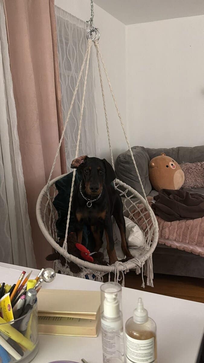 Loving & Smart 4-Month-Old Male European Doberman image 6