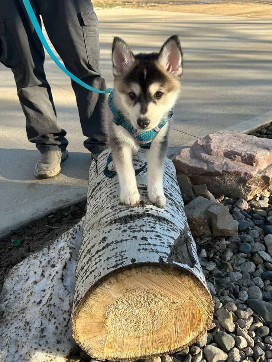 Pomsky puppies image 4