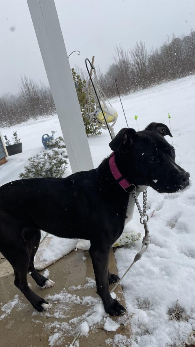 Puppy puddin pop image 18
